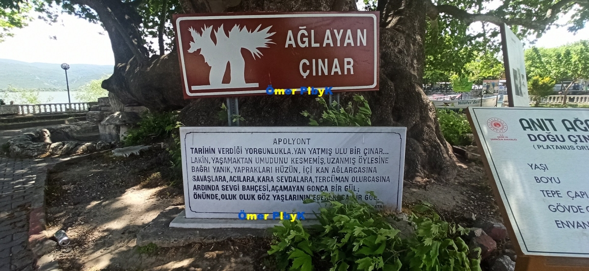 Ağlayan Çınar ; Bursa