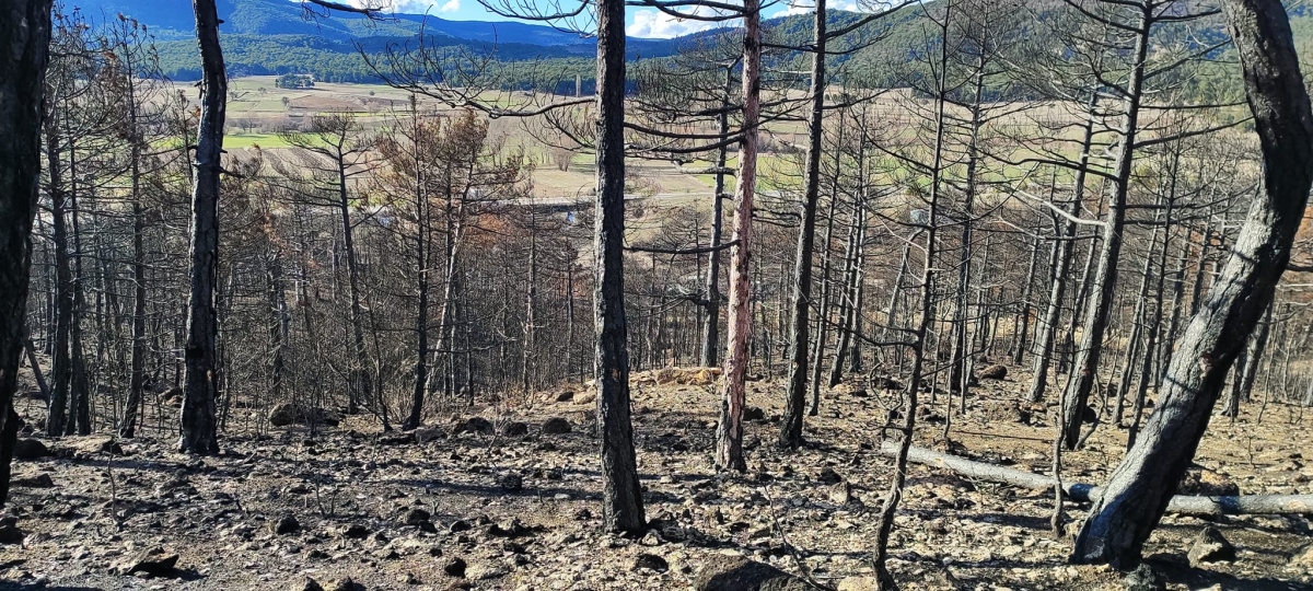 Eskişehir'in, Seyitgazi, Oynaş'ta orman yangınından sonra yanan alanın görüntüleri