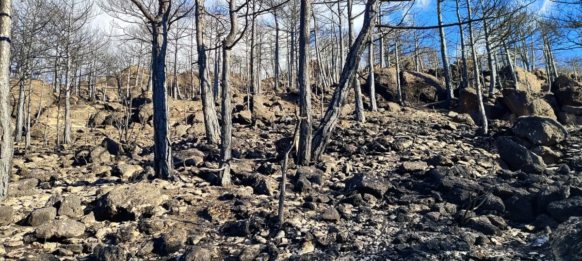 Eskişehir'in, Seyitgazi, Oynaş'ta orman yangınından sonra yanan alanın görüntüleri