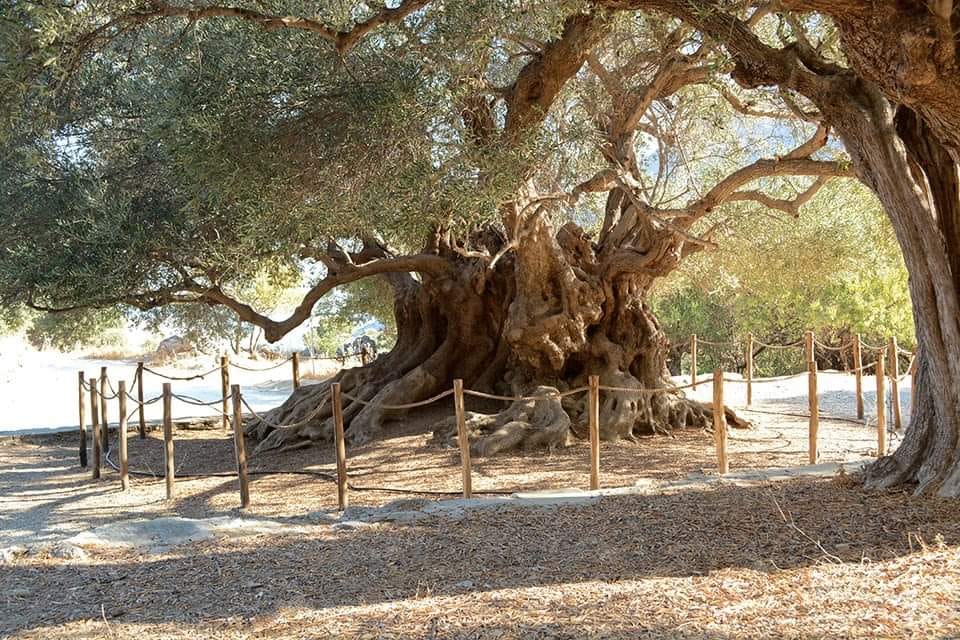 Kavousi Zeytin Ağacı, Girit adası, Yunanistan